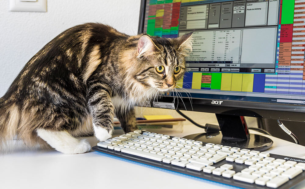 Katze am PC