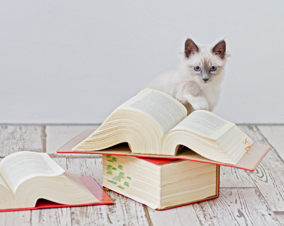 Katze mit Büchern (iStock.com)