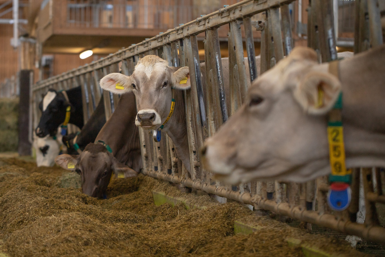 Milchvieh: Fütterungsseminar für Berater, Tierärzte und Landwirte